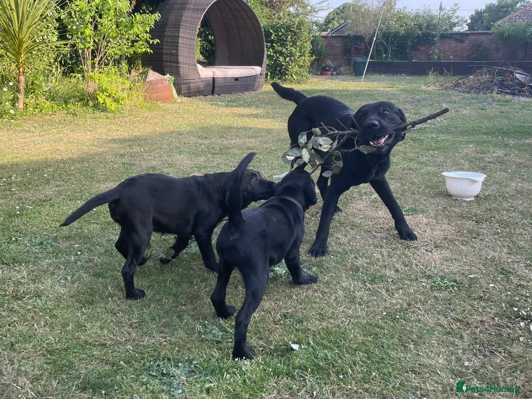 Labrador Retriever dogs for stud: Proven stud, KC reg and perfect family dog  - Advert 3