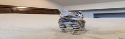 Bengal cats for sale: 🖤🤎 Gorgeous Bengal Kittens 🤎🖤 - Advert 34