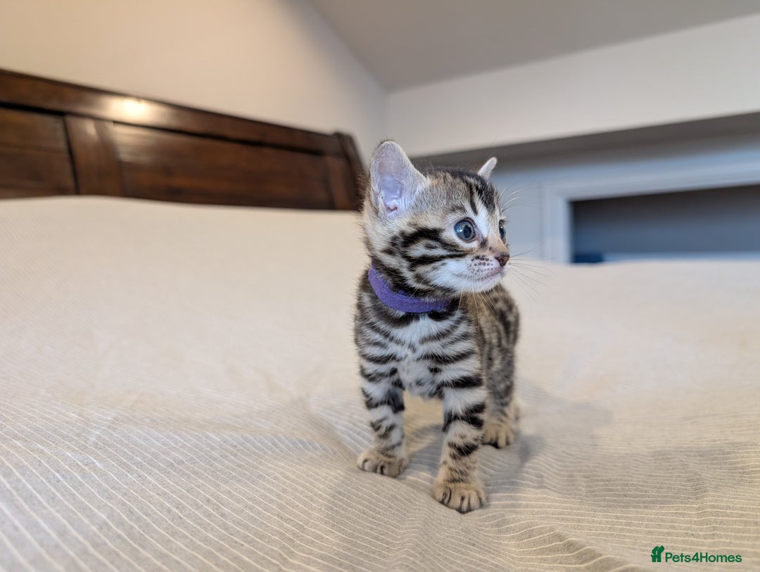 Bengal cats for sale: 🖤🤎 Gorgeous Bengal Kittens 🤎🖤 - Image 10