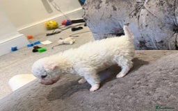 Bichon Frise dogs for sale: Pedigree bichon frise    - Image 2