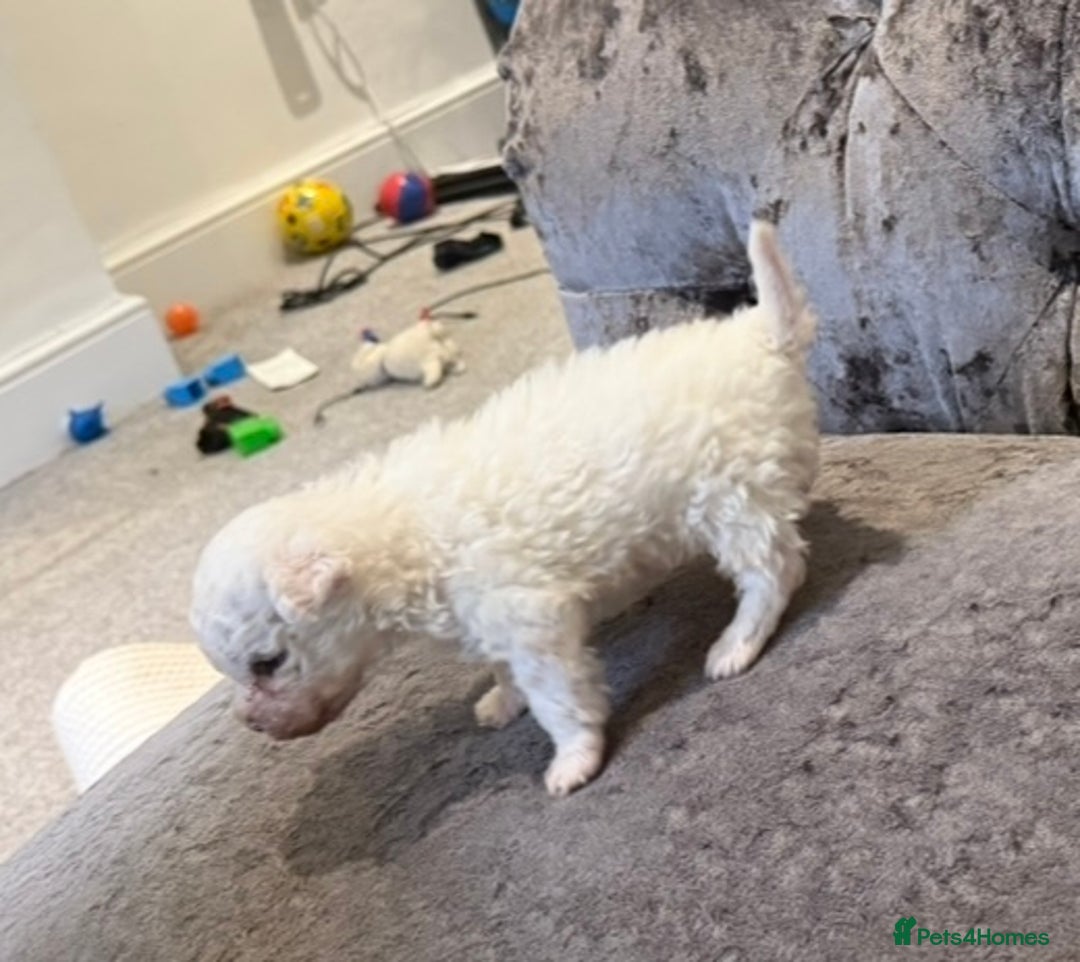 Bichon Frise dogs for sale: Pedigree bichon frise    - Image 2