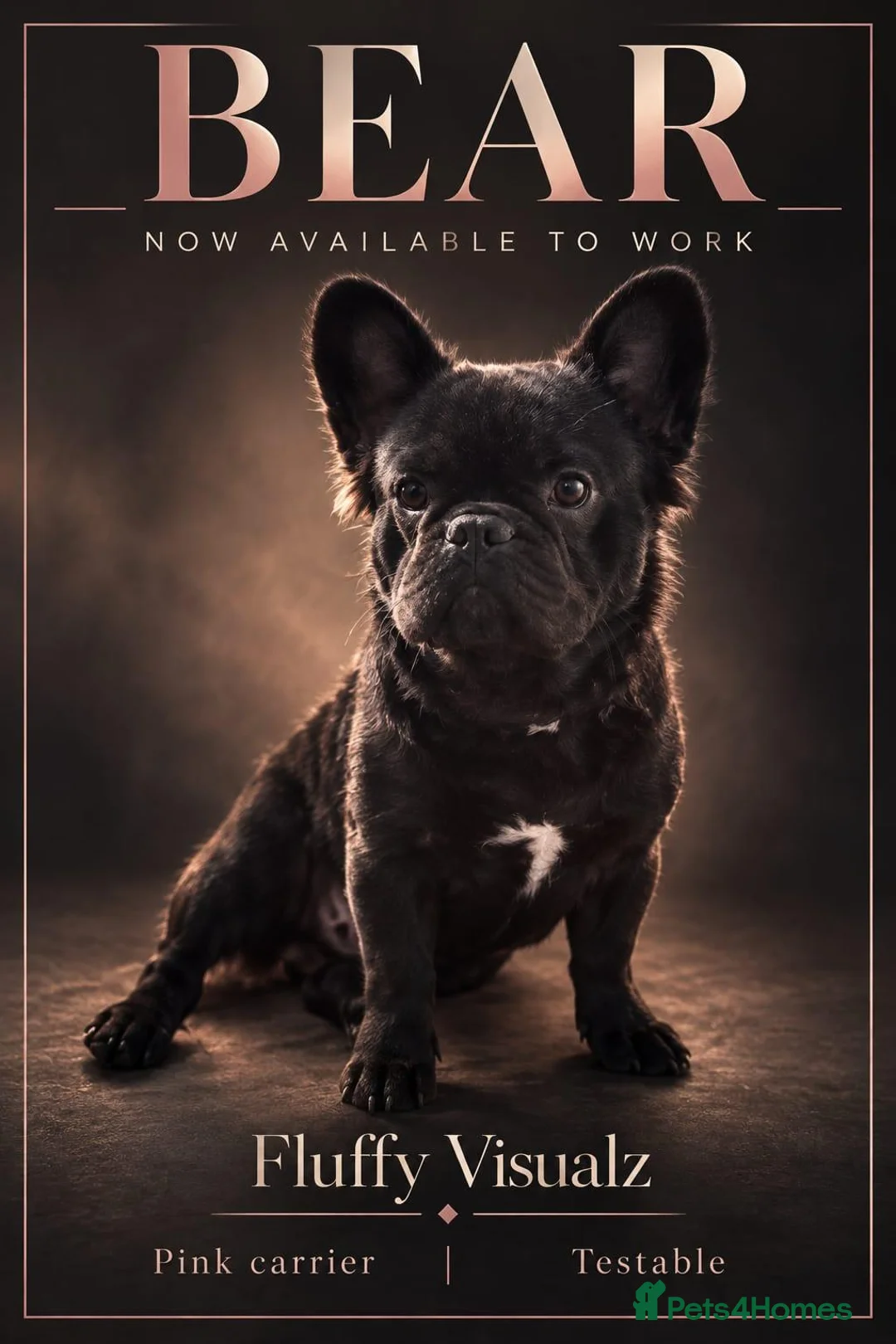 French Bulldog dogs for stud: Fluffy French Bulldog in Gravesend - Advert 3