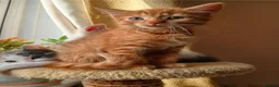 Mixed Breed cats for sale: 2 Calico Girls and 1 Ginger Male - Advert 7
