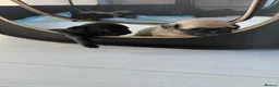 Pug dogs for sale: Pug puppies for sale in Sittingbourne - Advert 11