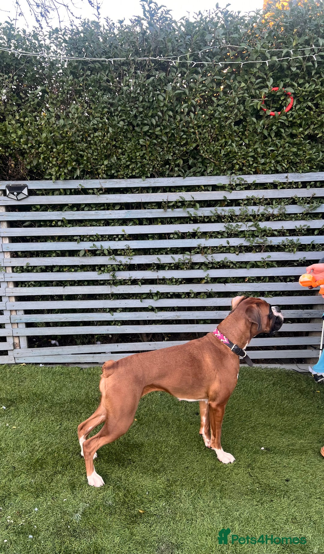 Boxer dogs for sale: KC Lovely girl - Advert 4