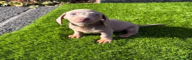 Miniature Dachshund 1