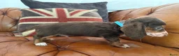 Miniature Dachshund dogs for sale: Miniature Dachshund 5 ⭐ License 5 ⭐ reviews - Advert 21