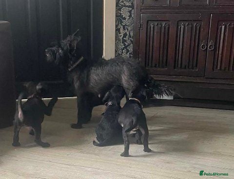 Patterdale Terrier dogs Patterdale Terrier Puppies Ready Now! - Advert 10