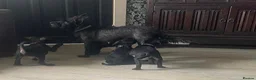 Patterdale Terrier dogs for sale: Patterdale Terrier Puppies Ready Now! - Advert 1