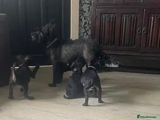 Patterdale Terrier dogs Patterdale Terrier Puppies Ready Now! - Advert 10