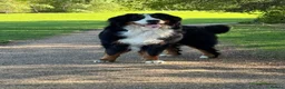 Bernese Mountain Dog dogs for stud: Proven health tested BMD handsome boy for stud. - Advert 2