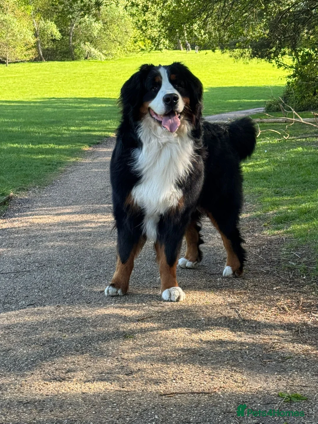Bernese Mountain Dog dogs for stud: Proven health tested BMD handsome boy for stud. - Advert 2