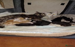 Mixed Breed cats for sale: Litter of kittens - Image 1