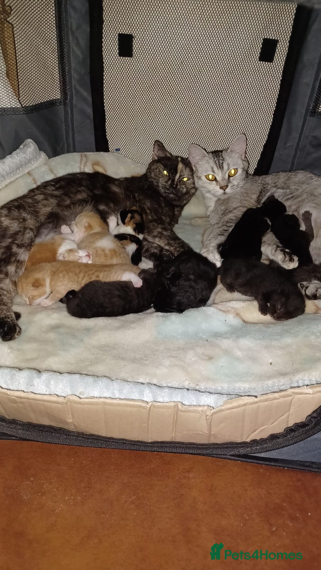 Mixed Breed cats for sale: Litter of kittens - Image 1