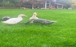 Ducks poultry for sale: Young Indian runner drakes (white) - Image 3