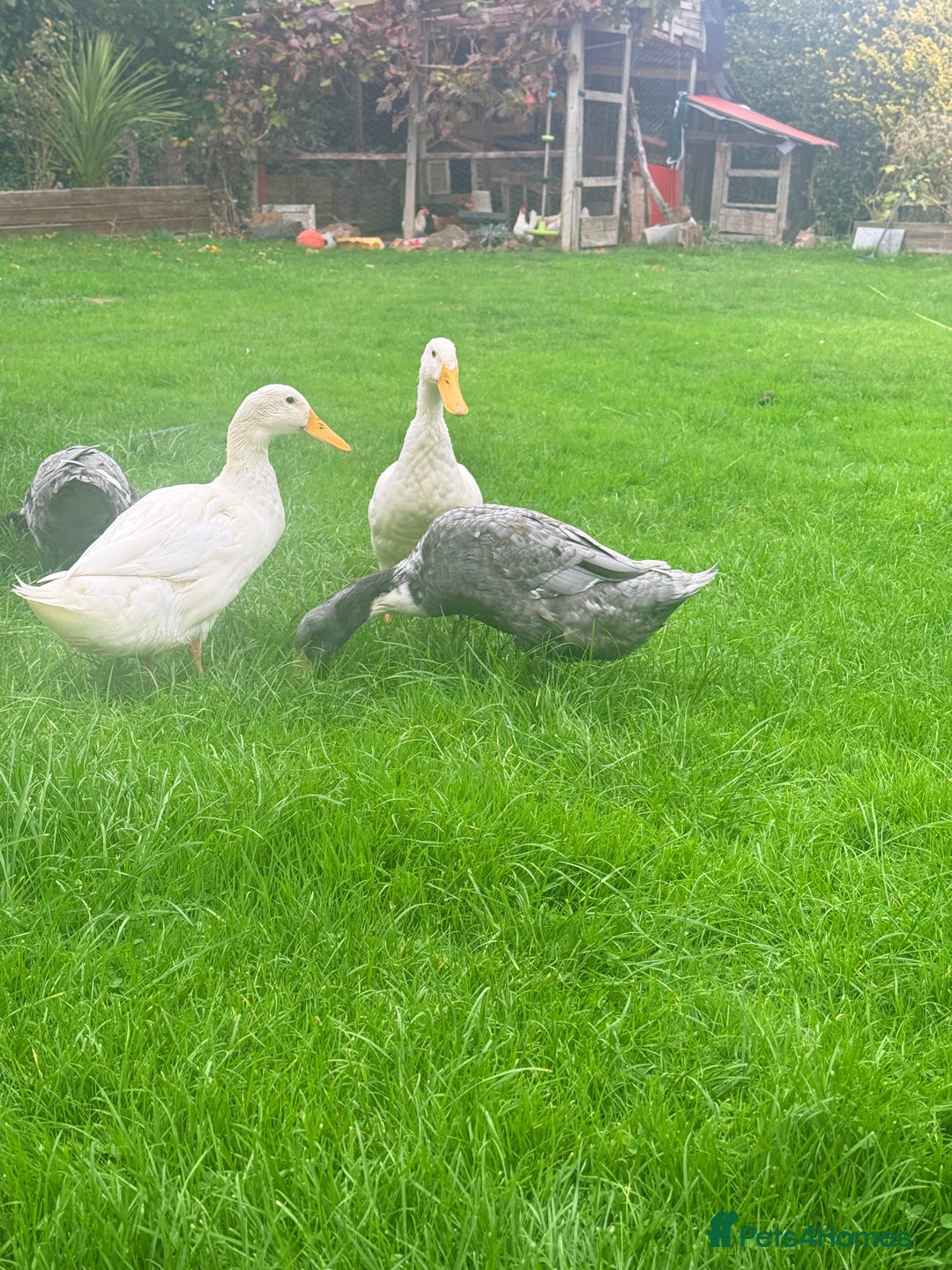 Ducks poultry for sale: Young Indian runner drakes (white) - Image 3
