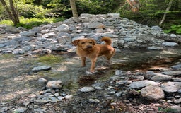 Labradoodle dogs for stud: Beautiful Labradoodle for stud  - Image 4