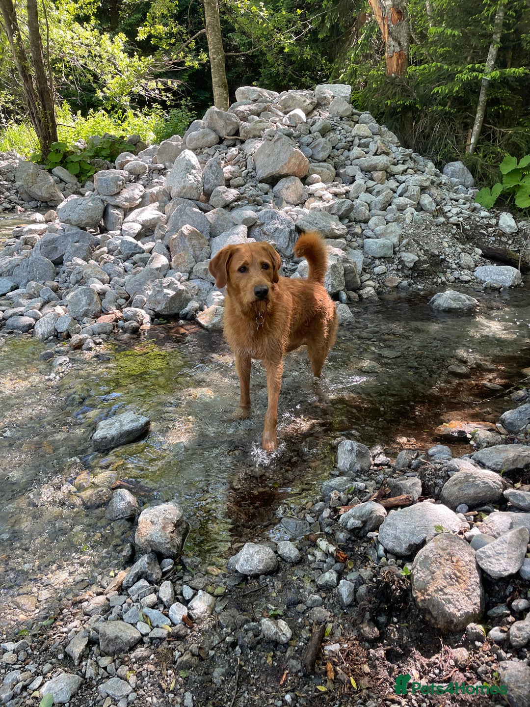 Labradoodle dogs for stud: Beautiful Labradoodle for stud  - Image 4