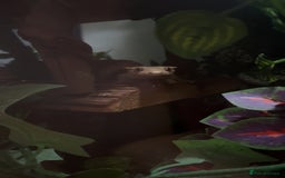 Gecko reptiles for sale: Harlequin Tricolour Crested Gecko + Large Tank - Advert 35