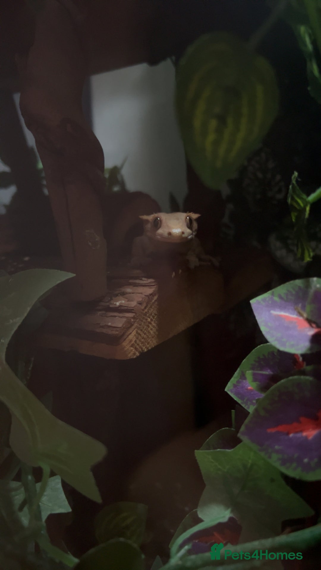 Gecko reptiles for sale: Harlequin Tricolour Crested Gecko + Large Tank - Advert 35