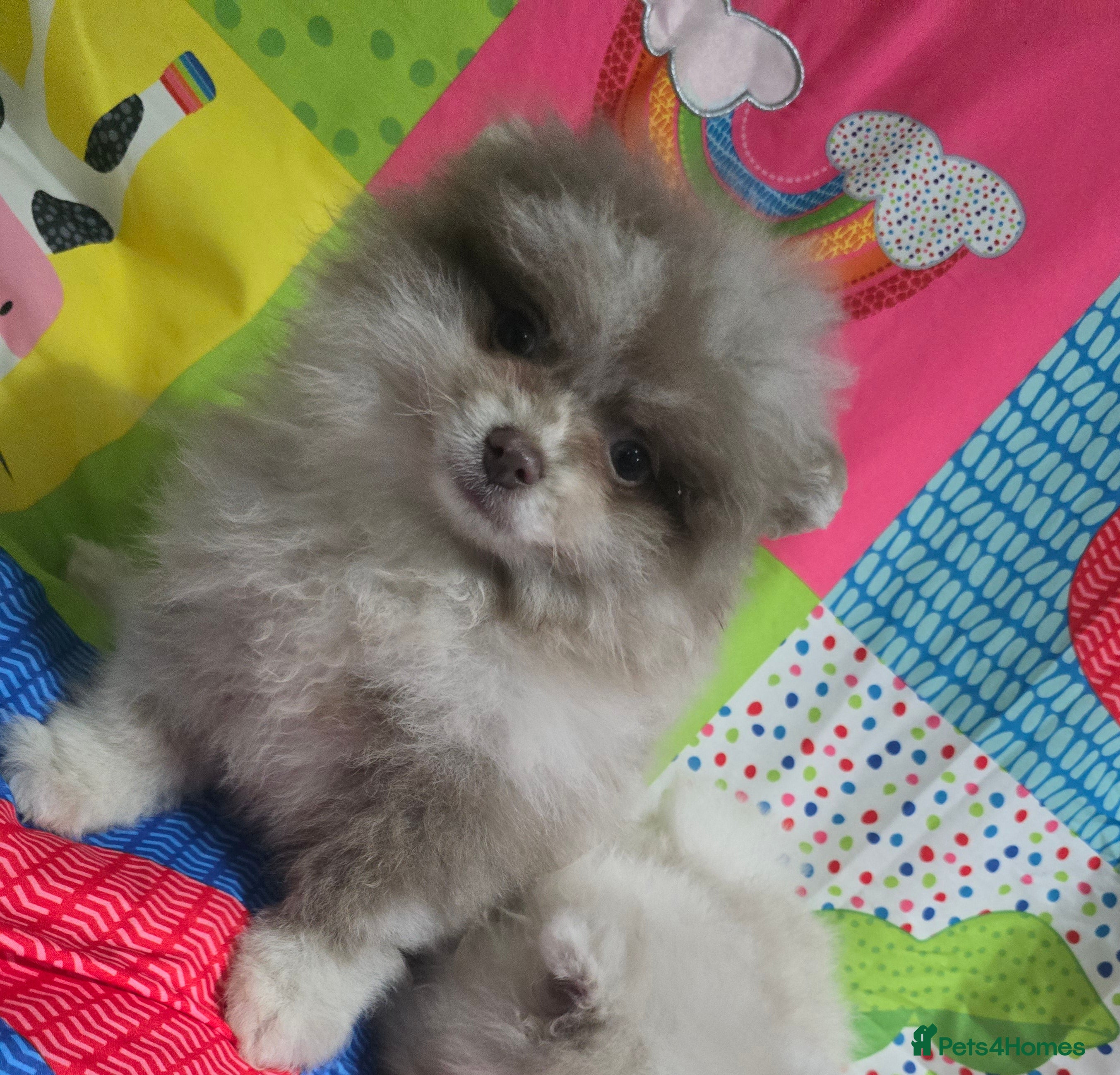 Pomeranian dogs Lavender chocolate merle exceptional poms - Advert 4