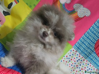 Pomeranian dogs Lavender chocolate merle exceptional poms - Advert 4