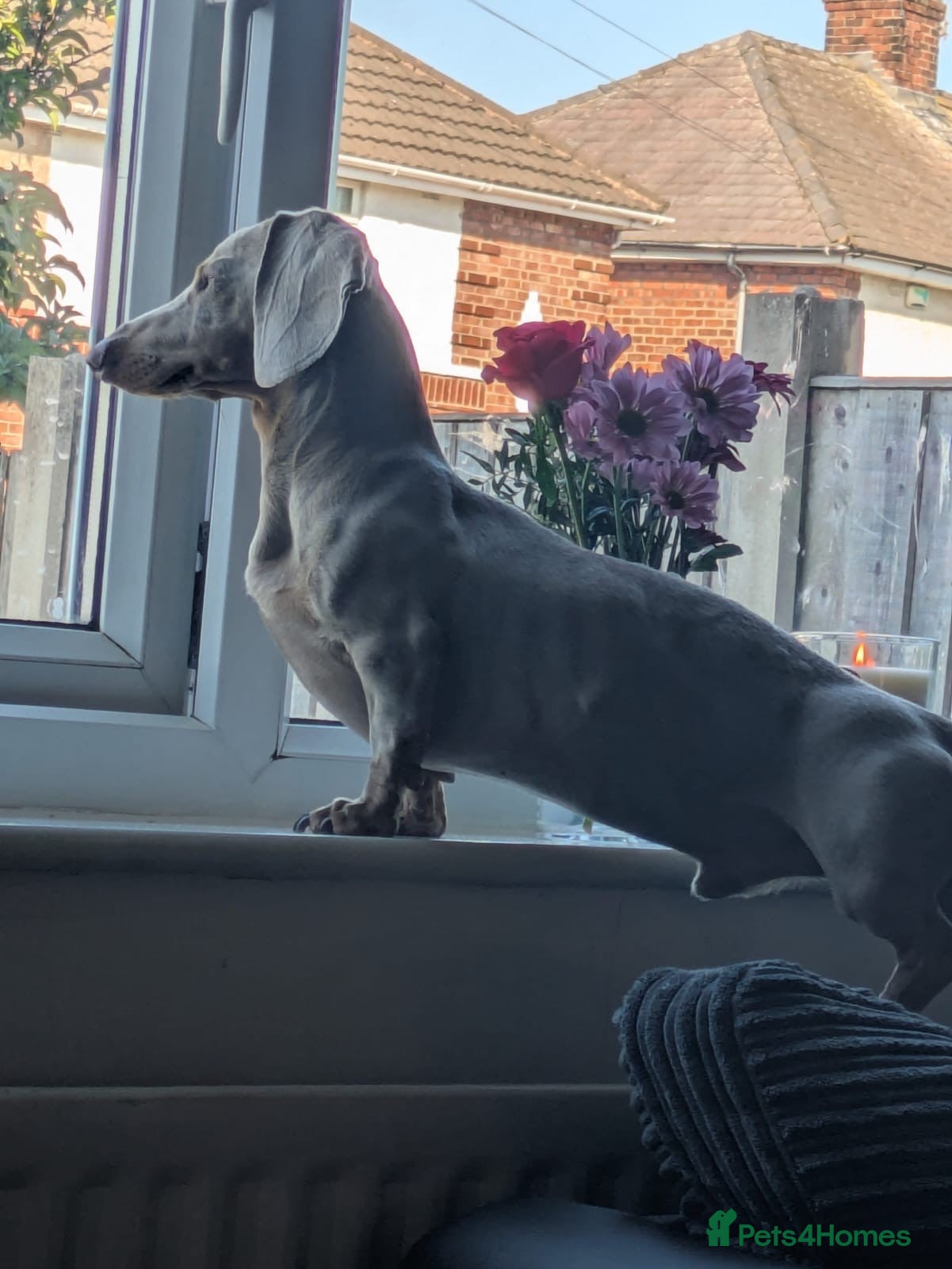 Dachshund dogs Milo Male Dachund  - Advert 1