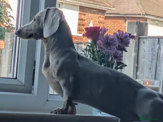 Dachshund dogs Milo Male Dachund - Advert 1