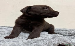 Labrador Retriever dogs for sale: Chocolate Labrador puppies - Image 8