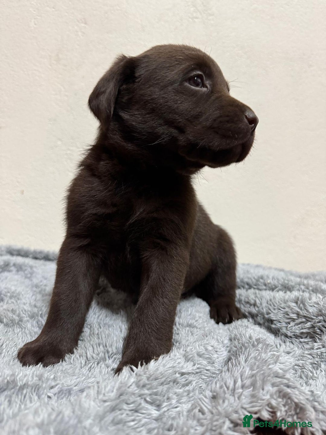Labrador Retriever dogs for sale: Chocolate Labrador puppies - Image 8