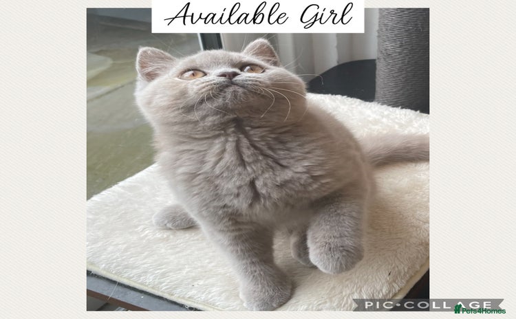 British Shorthair cats - Advert 1