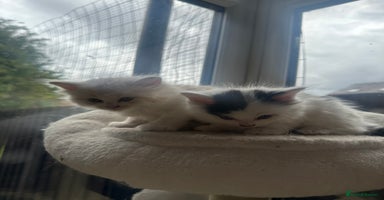 Mixed Breed cats - Advert 14