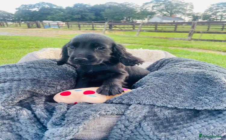 Cocker Spaniel dogs - Advert 2