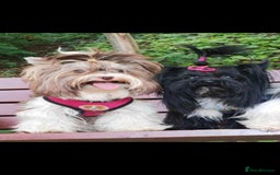 Yorkshire Terrier dogs for stud:  Biro &Black  - Image 5