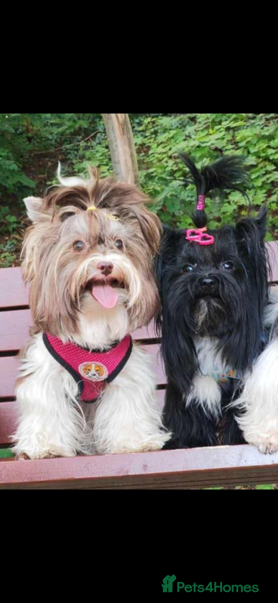 Yorkshire Terrier dogs for stud:  Biro &Black  - Image 5