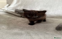 British Longhair cats for sale: British longhair kitten - Image 3
