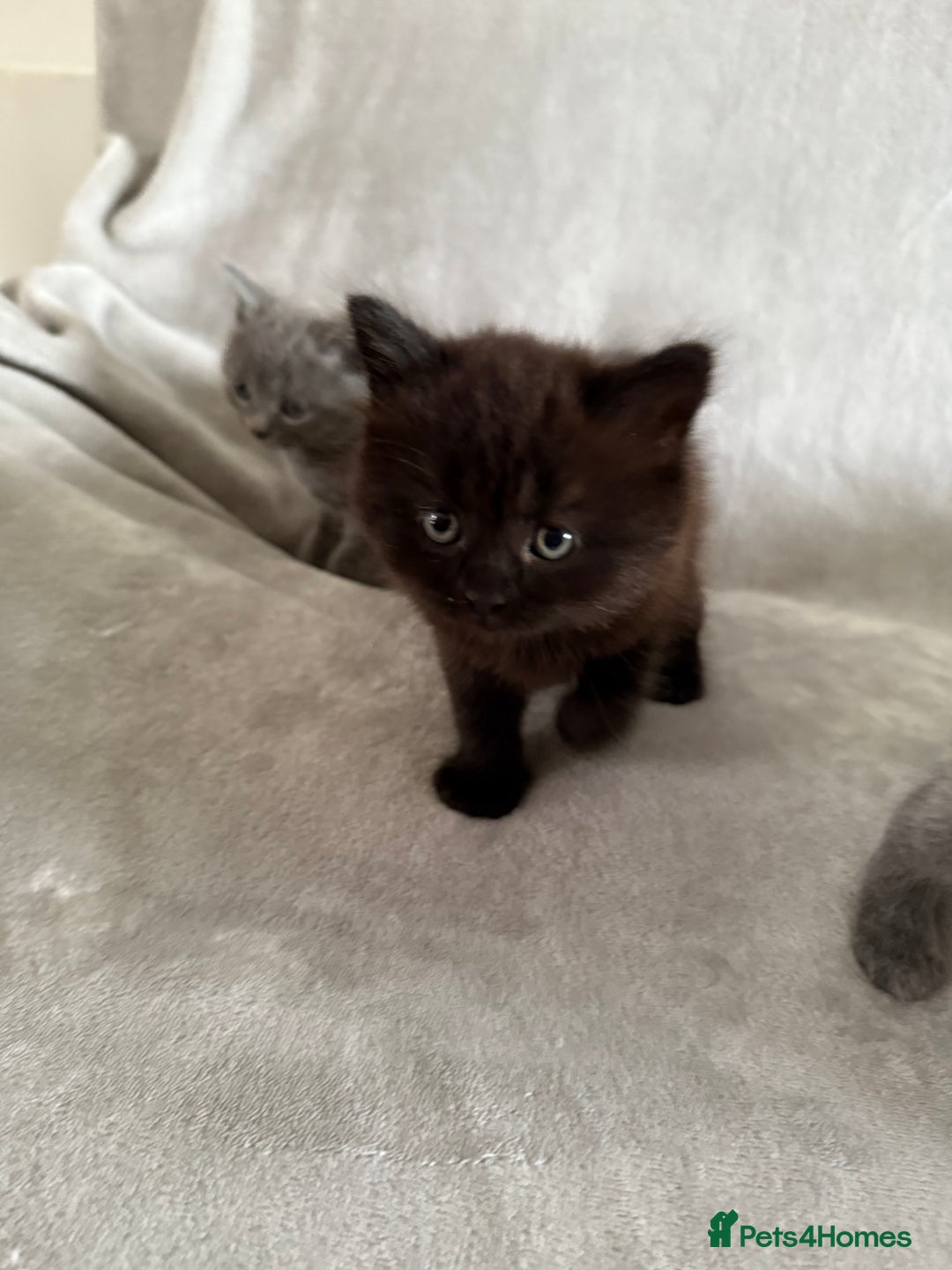 British Longhair cats for sale: British longhair kitten - Image 3
