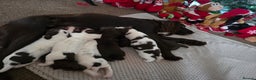 Sprocker dogs for sale: Sprocker puppies for sale - Advert 5