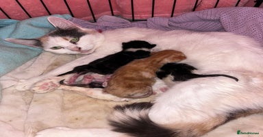 Mixed Breed cats - Advert 2