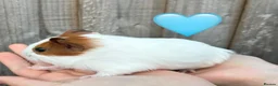 Guinea Pig rodents for sale: Baby Guinea Pigs for Sale  in Melton Mowbray - Advert 4