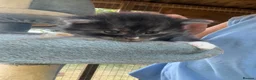 Maine Coon cats for sale: Maine Coon Kitten  - Advert 10