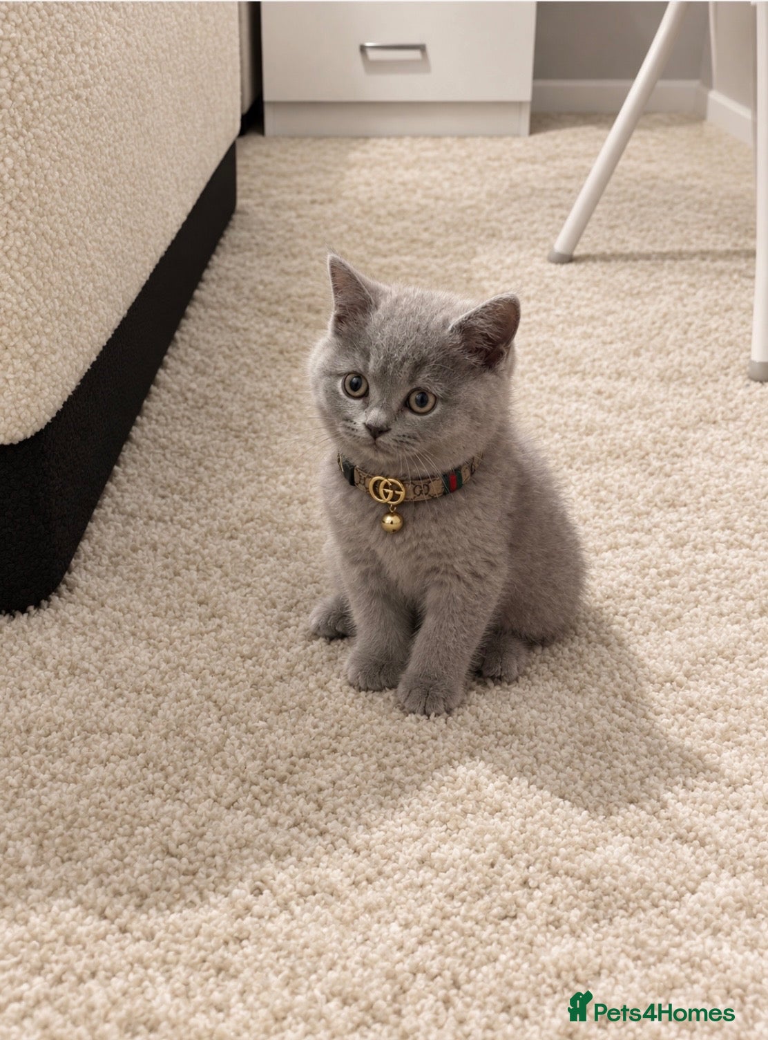 British Shorthair cats TICA- Registered Female British Shorthair Kitten🐾 - Advert 4