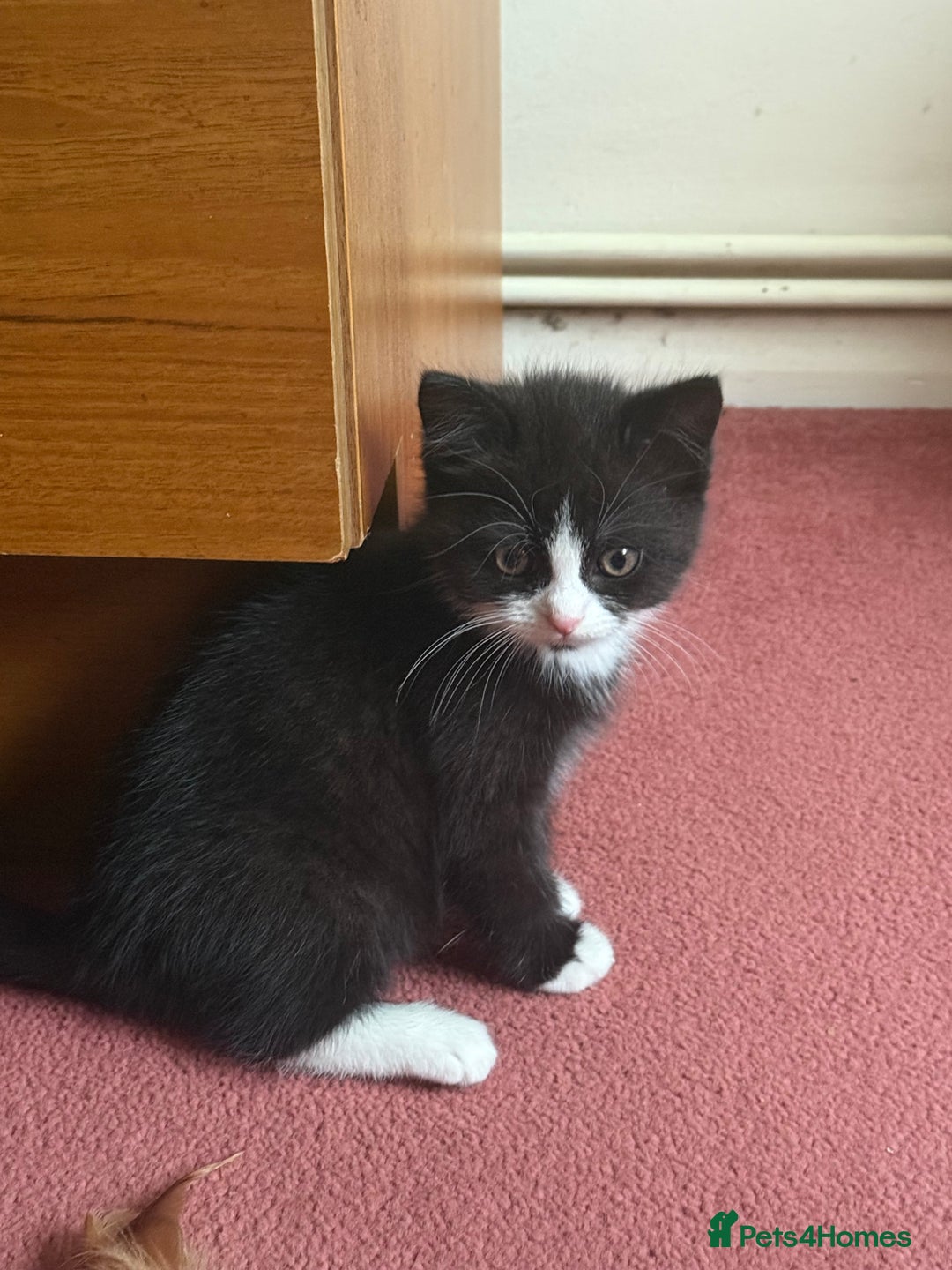 Mixed Breed cats for sale: Fluffy half Persian kitten - Image 6