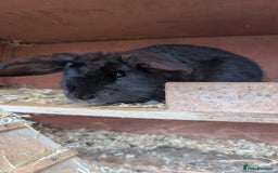 Mixed Breed rabbits for sale: Lovely bunny needs lovely home - Image 3