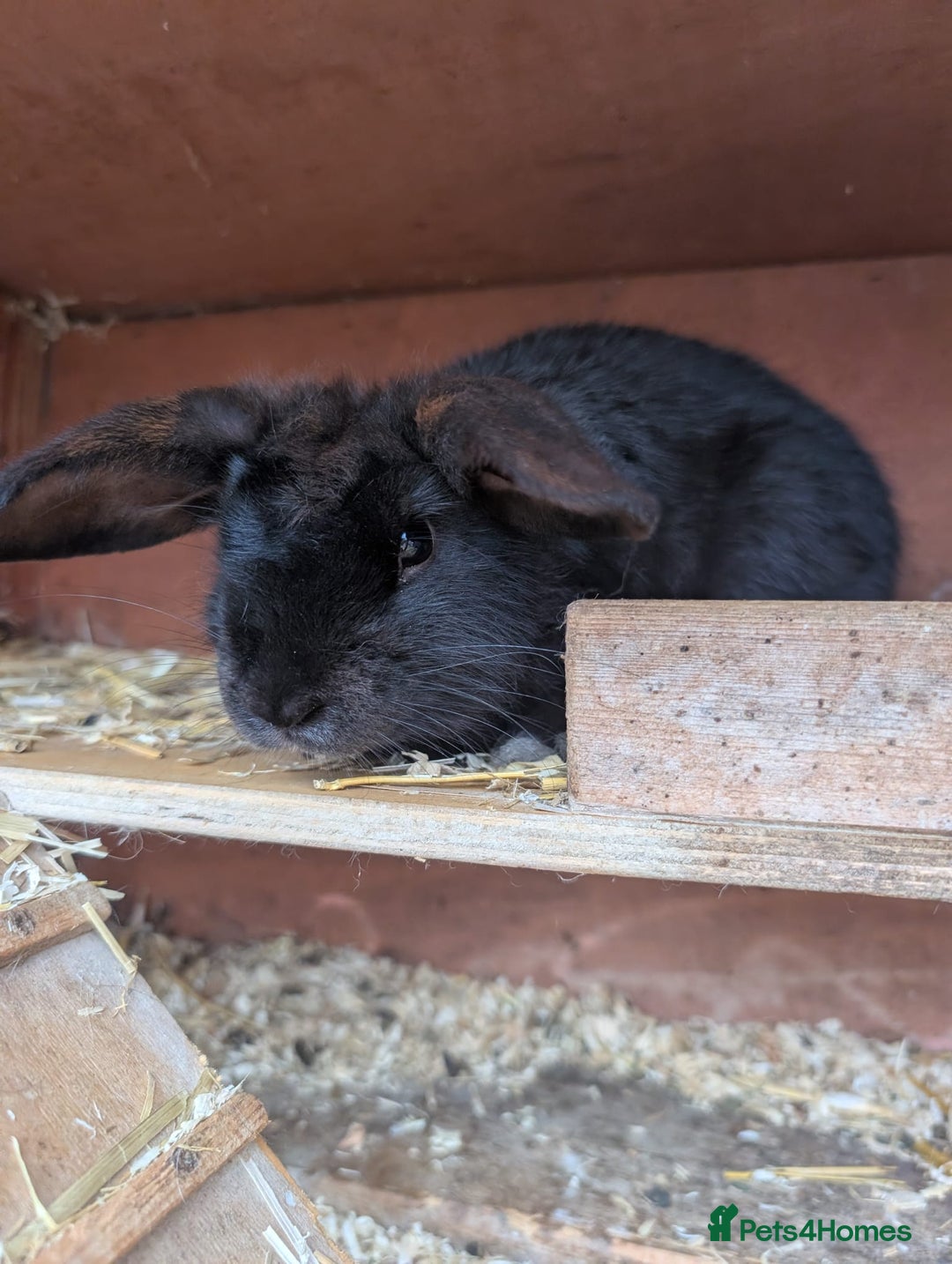 Mixed Breed rabbits for sale: Lovely bunny needs lovely home - Image 3