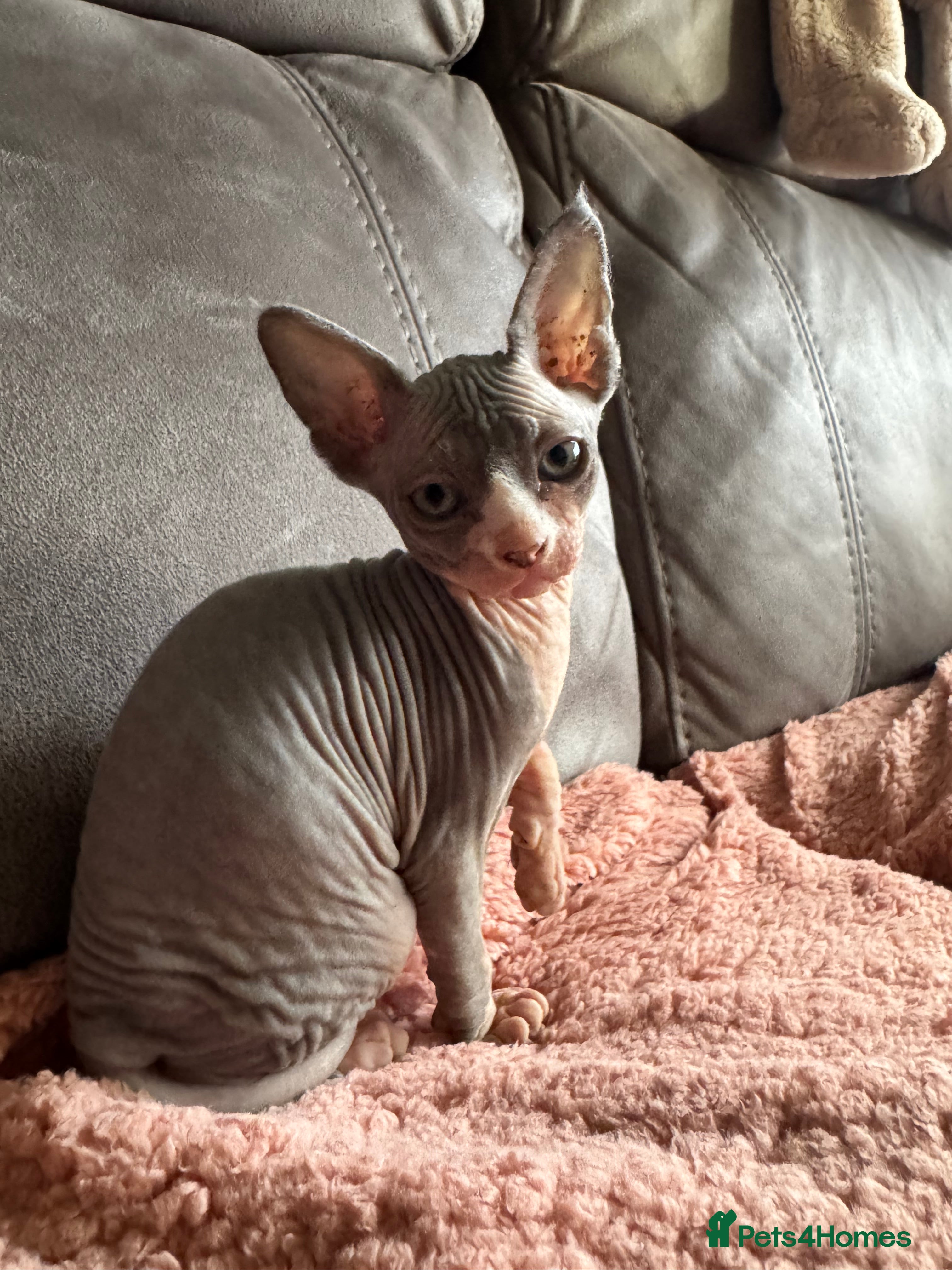 Sphynx cats Beautiful Sphynx Kittens 🐾 - Advert 1