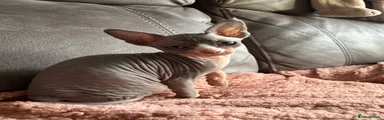 Sphynx Kitten 2
