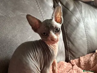 Sphynx cats Beautiful Sphynx Kittens 🐾 - Advert 2