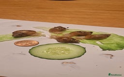 Snails invertebrates for sale: African Land Snails Hatched 21/4/25 - Image 10