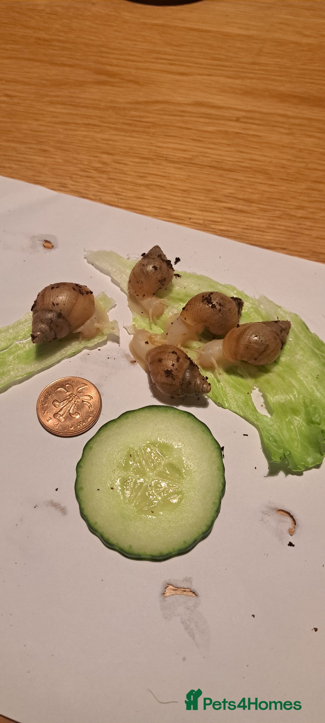 Snails invertebrates for sale: African Land Snails Hatched 21/4/25 - Image 10
